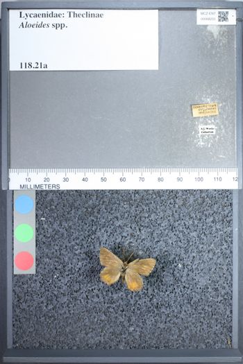 Media type: image;   Entomology 68255